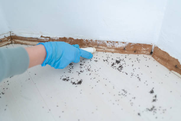 Trusted Powder Springs, GA Pest Control Experts